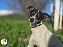 VERMITTELT: ABEL (jetzt Pablo)- 01/2024 - hübscher Jungspund