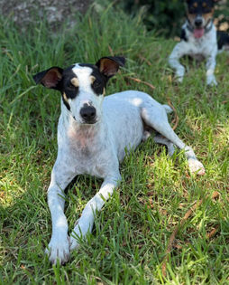 Ab 08.08. auf PS in 36381 Schlüchtern: FIDO - 11/2023 - in sehr schlechtem Zustand aus der Perrera gerettet
