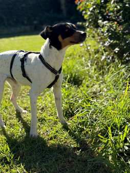Bald auf Pflegestelle in 24811 Brekendorf: AYAN - zierlicher Jungspund aus der Perrera Malaga