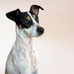 VERMITTELT: THALIA - 08/2021 - Aktive Schönheit (PS in 86732 Oettingen)