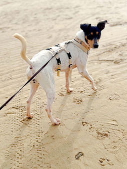 PS in 64354 Reinheim - MAYLA - eine Bodeguera aus dem Bilderbuch