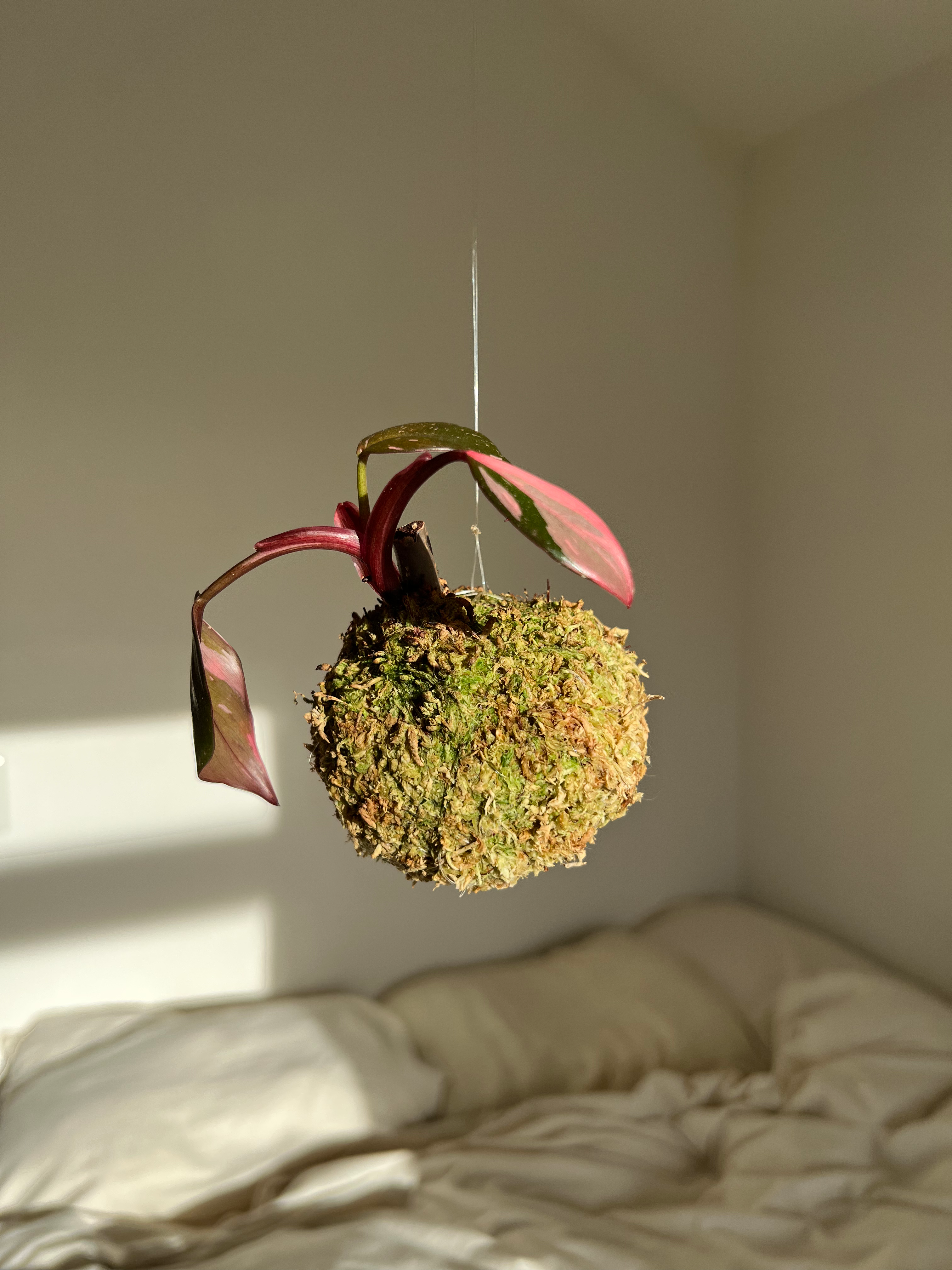 Philodendron Kokedama no.5