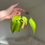 Thumbnail: Philodendron Kokedama no.2