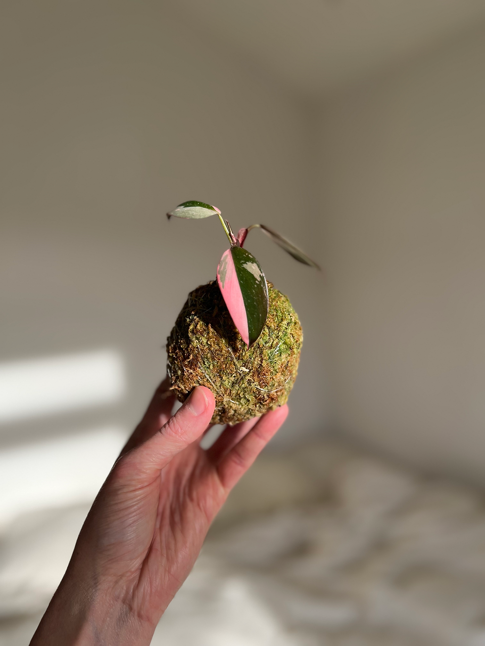 Thumbnail: Philodendron Kokedama no.3