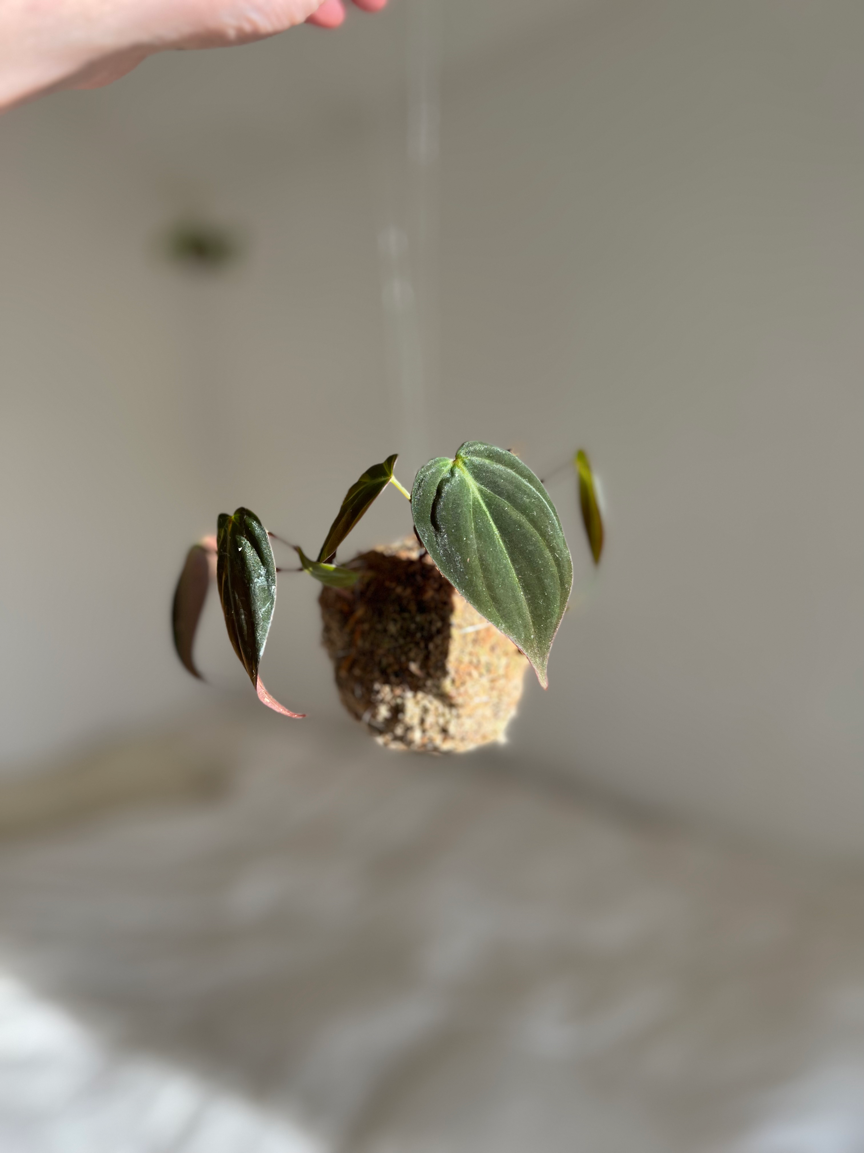 Philodendron Kokedama no.4