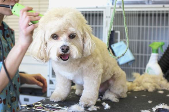 Dog Haircut