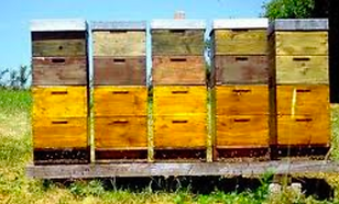Hofmann's bee hives.png