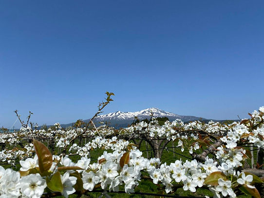 ホームおいしい梨2.jpg
