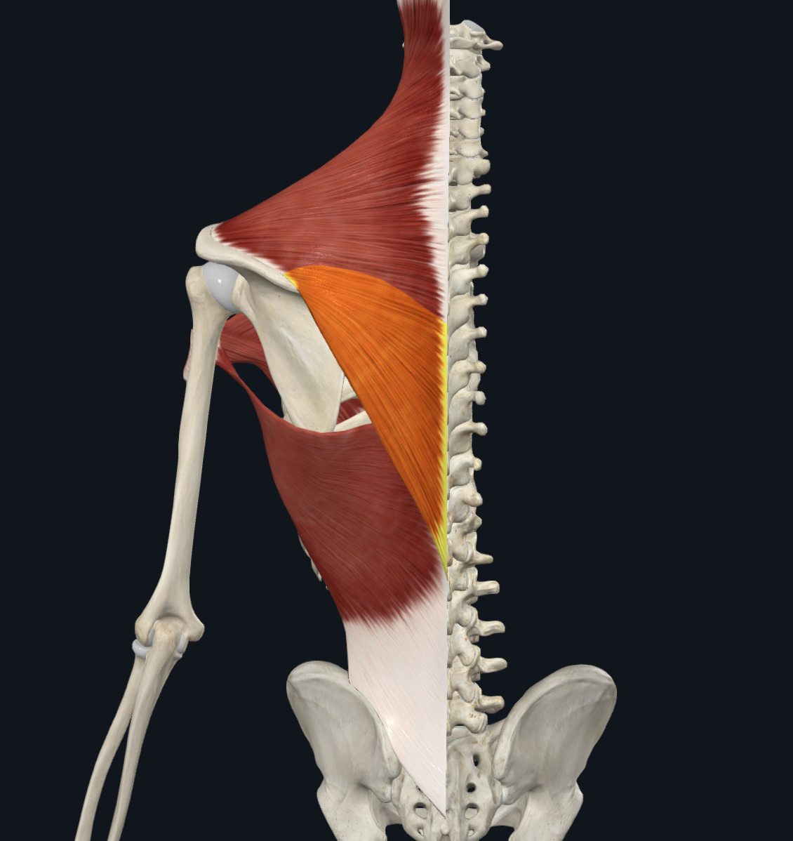 3D anatomy visualization of shoulder and back muscles