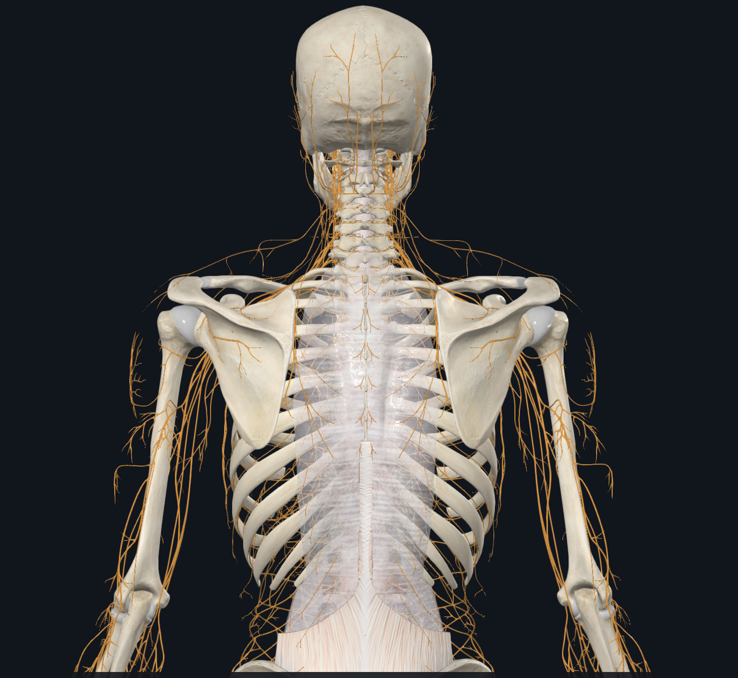 3D visualization of the skeleton and nervous system
