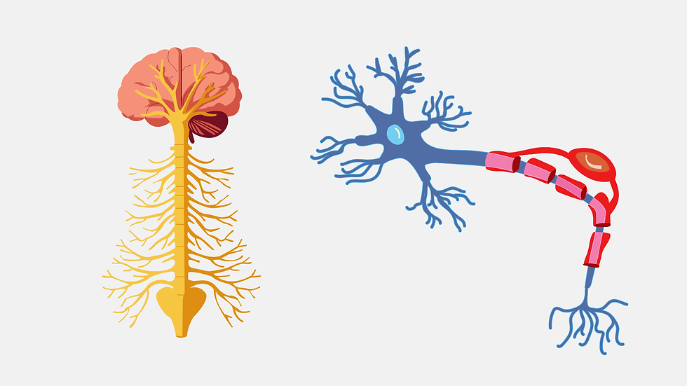 aerial-teacher-training-certification-silks-lyra-hoop-hammock