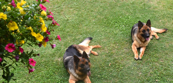 2024-06-22 Kenya and Kricket.JPG