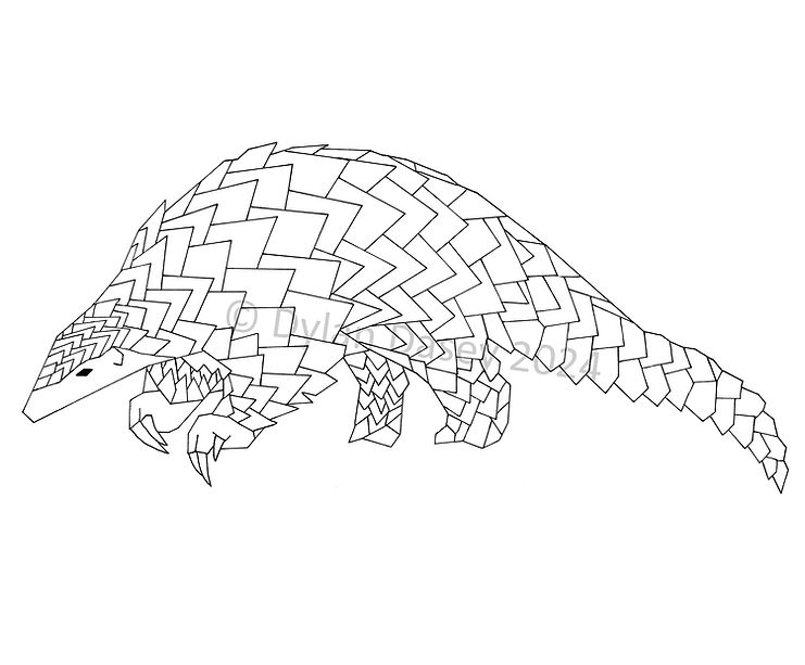 Pangolin by Dylan Dasey © 2024