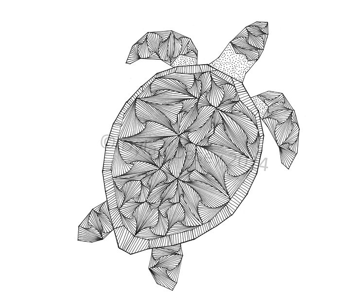 Turtle by Dylan Dasey © 2024