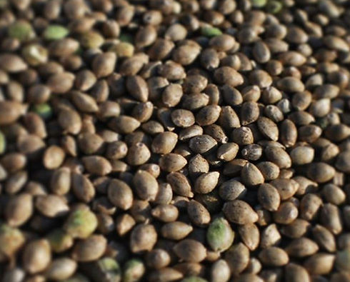 hemp seeds.jpg