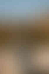 Groom in the street in Bryce Canyon National Park