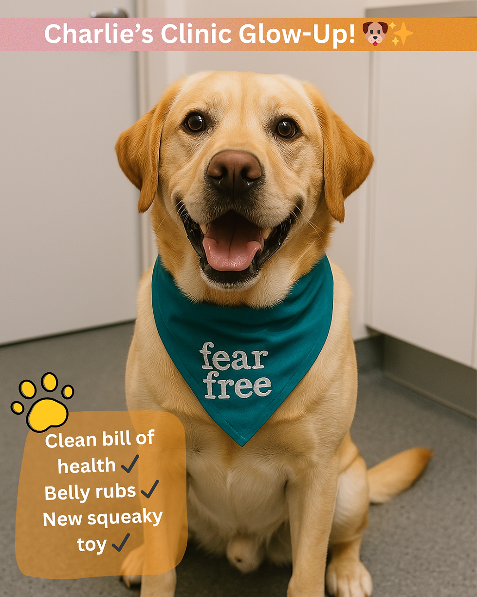 🐶✨ MEET CHARLIE: OUR CLINIC’S OFFICIAL TREAT-TESTER! ✨🐶
