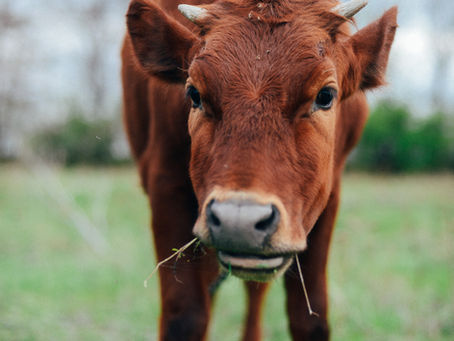 Tendințe nutriționale controversate din 2021