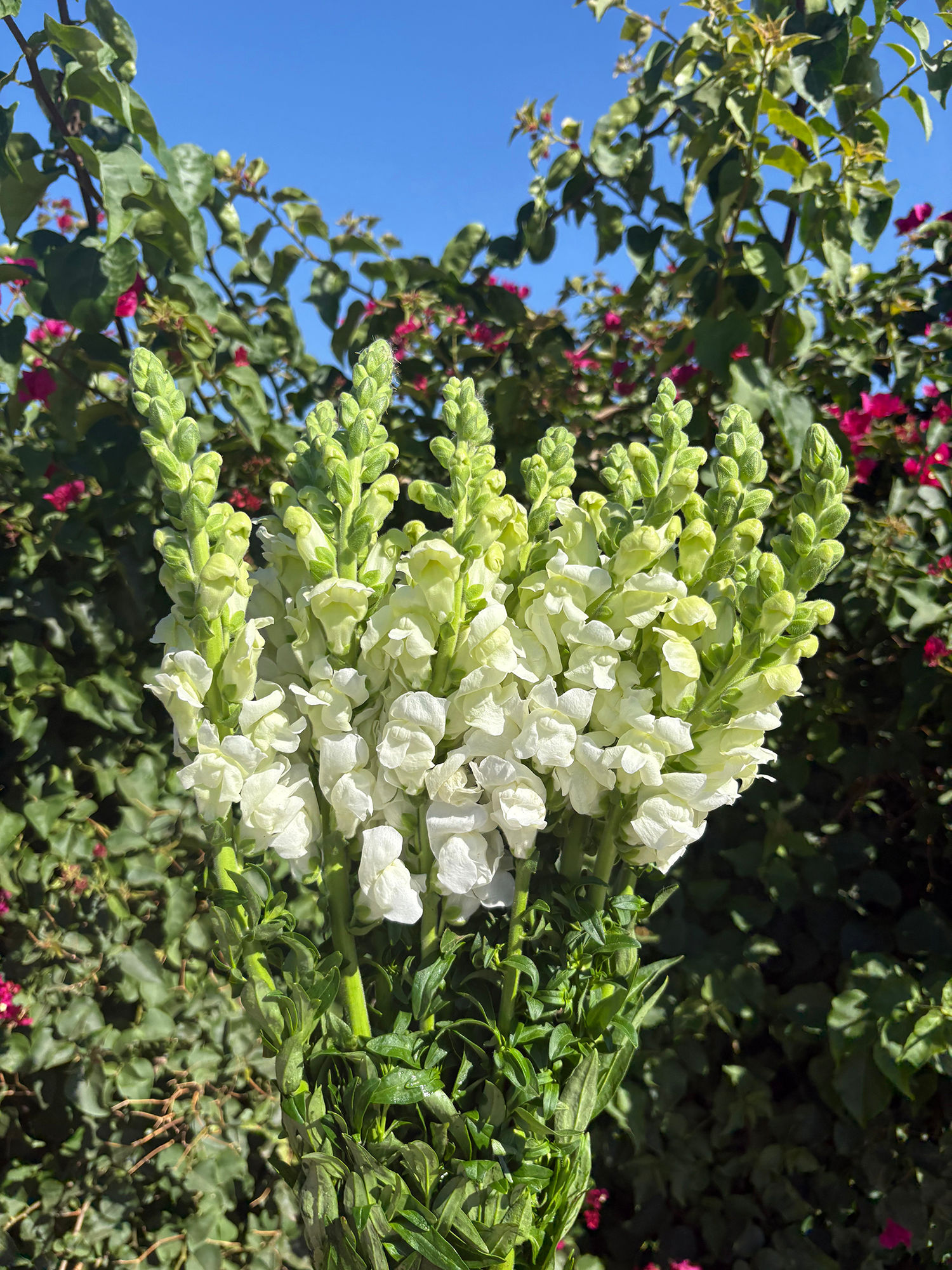 #B4 - White Snap Dragon