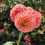 Thumbnail: #B2 - Peach Dahlias