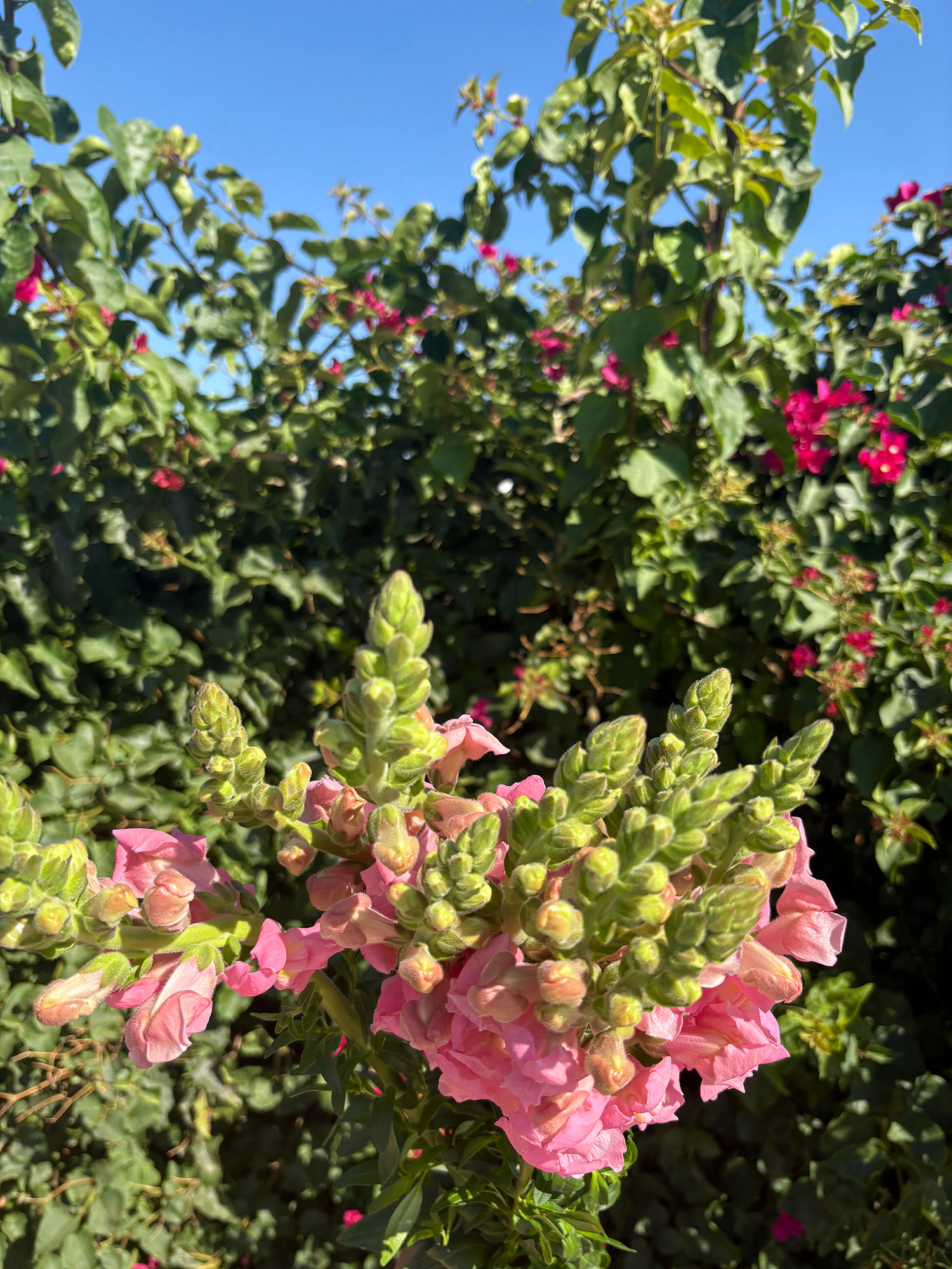 #B3 - Pink Snap Dragon