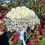 Thumbnail: #530 - White Bliss Bridal Bouquet