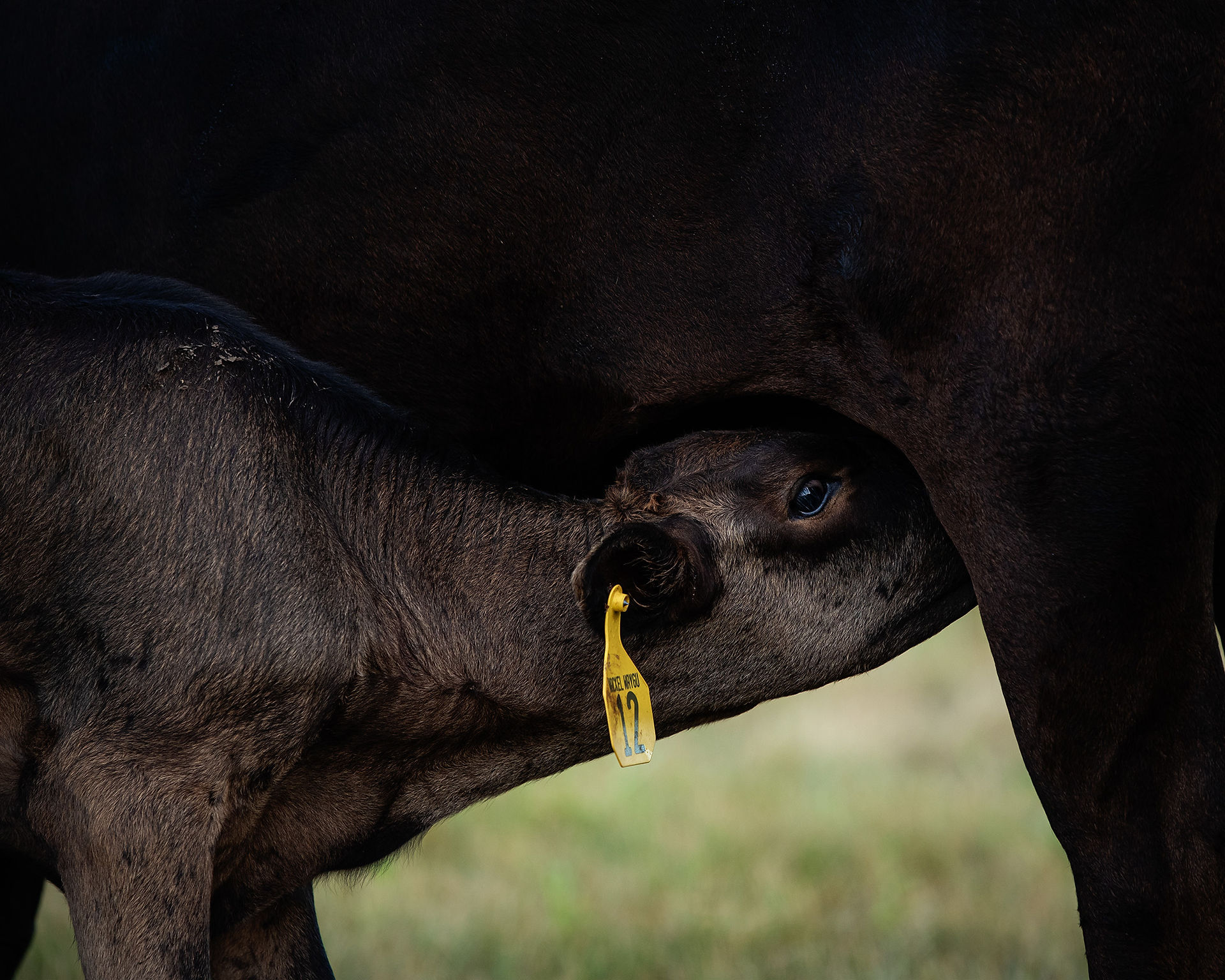 A Wagyu calf is drinking from her momma at Wackel Farms. 