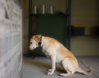 Bomb dog sitting at cinder block wall as part of training for bomb detection.