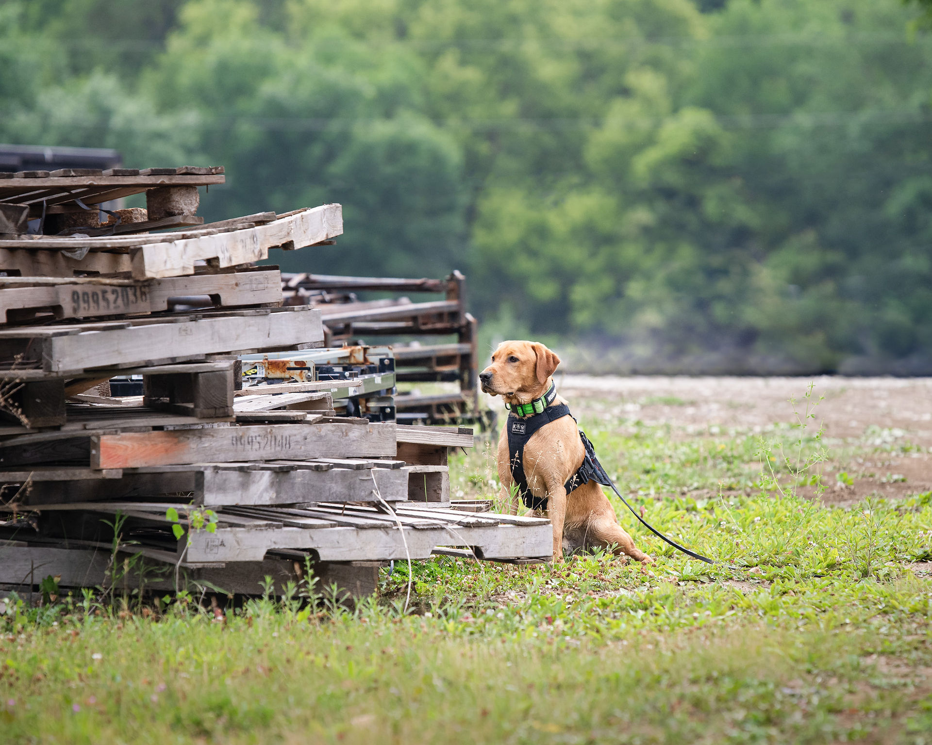 Trained bomb-sniffing and bedbug detecting dog next to a wood pile indicating a trained response to discovery.