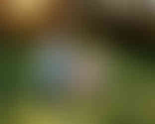 Siblings running through field for fall