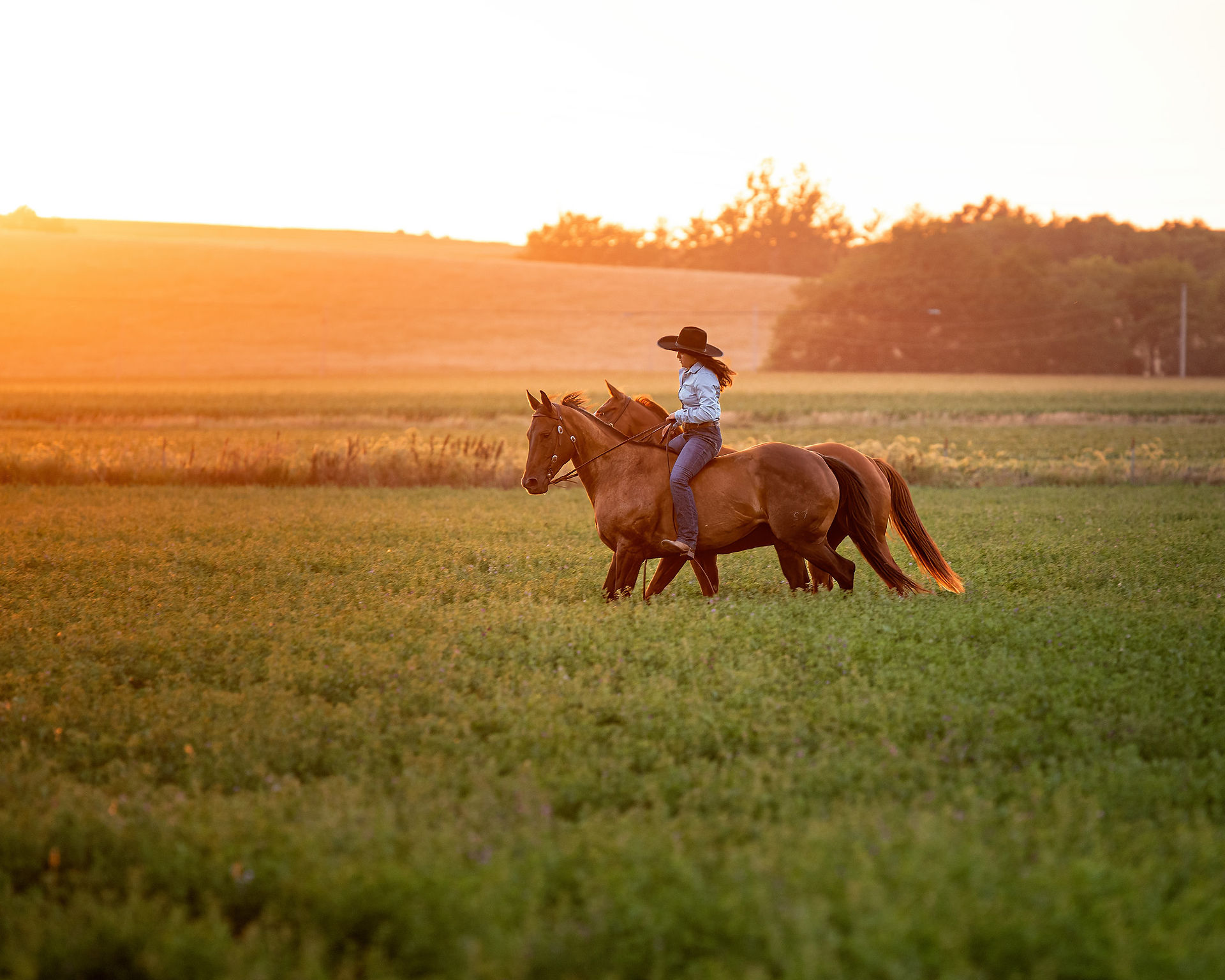 Woman riding across an alfalfa field with her two horses. 