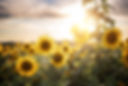 NELSON-PRODUCE-FARM-JUL20-6894.jpg