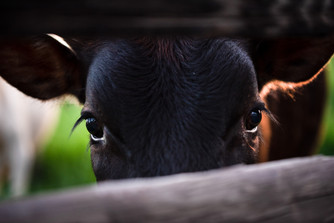 STEER-FENCE-EYES-NEBRASKA.jpg
