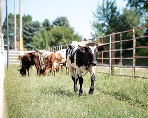 Young steer running along the fence line with rest of the heard eating behind him. 