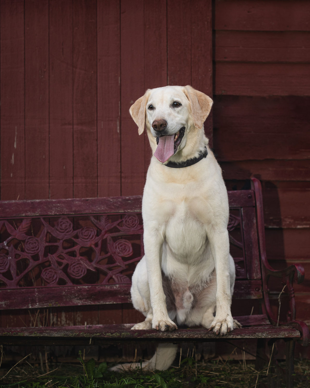 Good boy Lab Retriever sitting on porch in Omaha, Nebraska