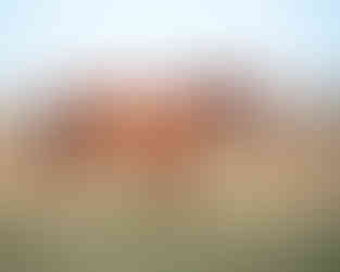 Samantha Flannery's horse standing in pasture 