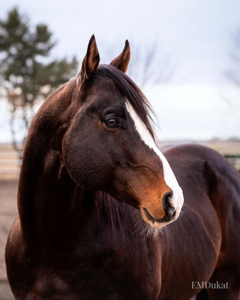 A headshot of the quarter horse stallion, Fastreeous George.