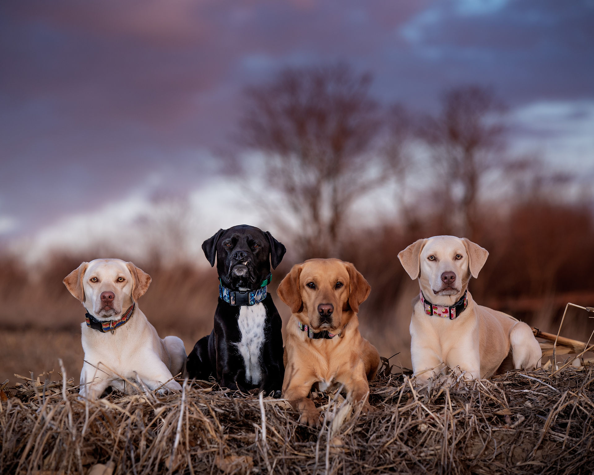 K9 Envision dogs sitting in field 