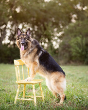 A German Shepard dog standing on a chair with front paws in an open field as tongue hangs out to show happiness.
