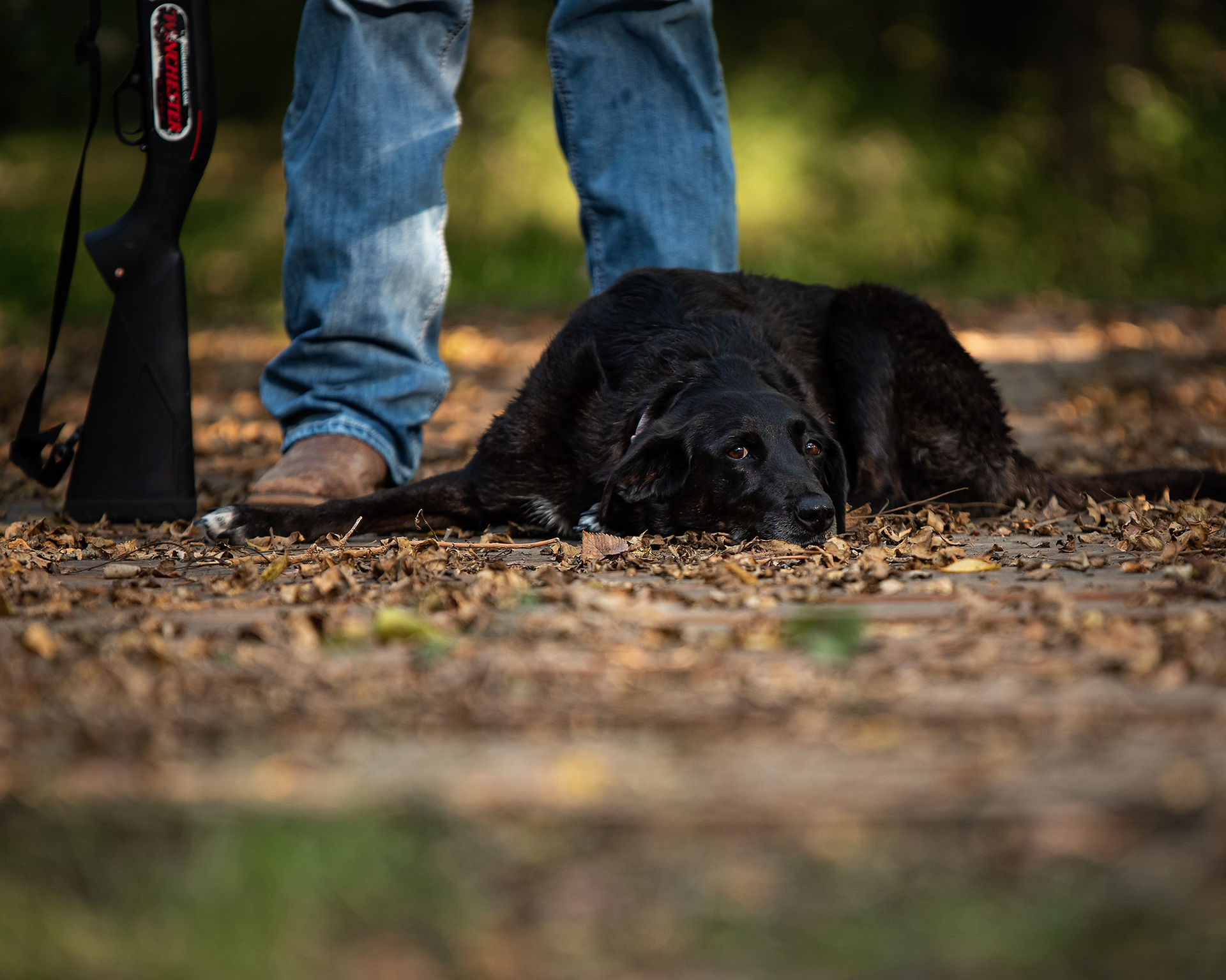 Black lab laying down next to owner 