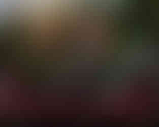 Older dog sitting in truck bed at its rustic winter pickup session. 