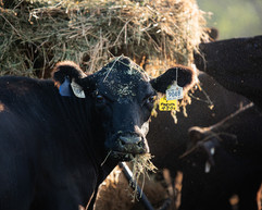 Wackel Farms Wagyu cattle at hay 