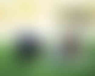 Woman squats down next to a calf in a grassy field.