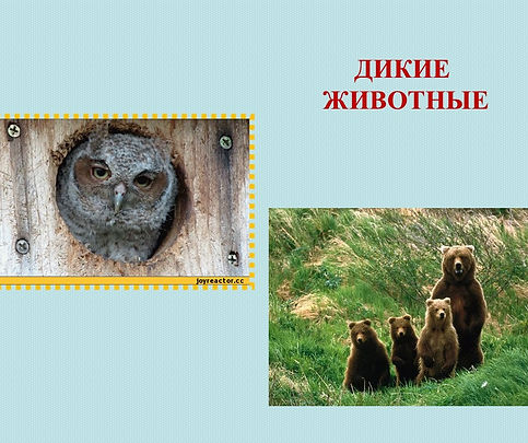 Дикие животные..jpg