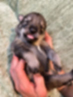 Octavia x Quinn girl 7 days old