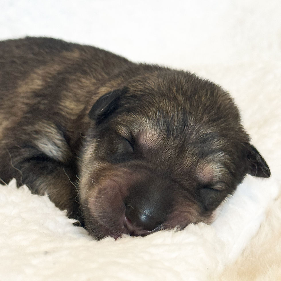 Lykosia Malani 1 day old (F)