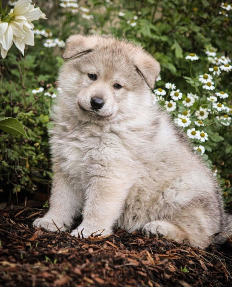 Nearly 5.5 weeks old