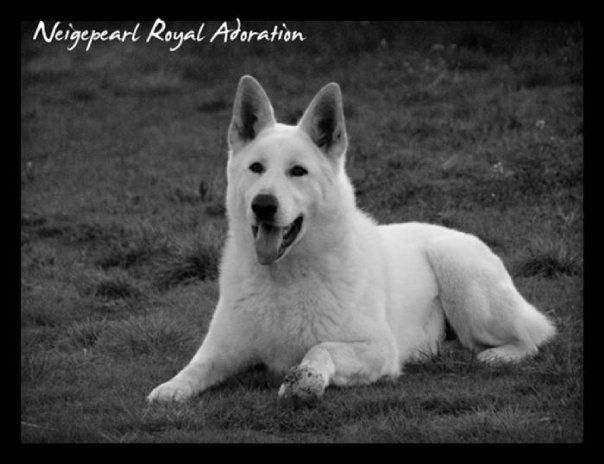 Balto