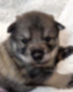 2 weeks old