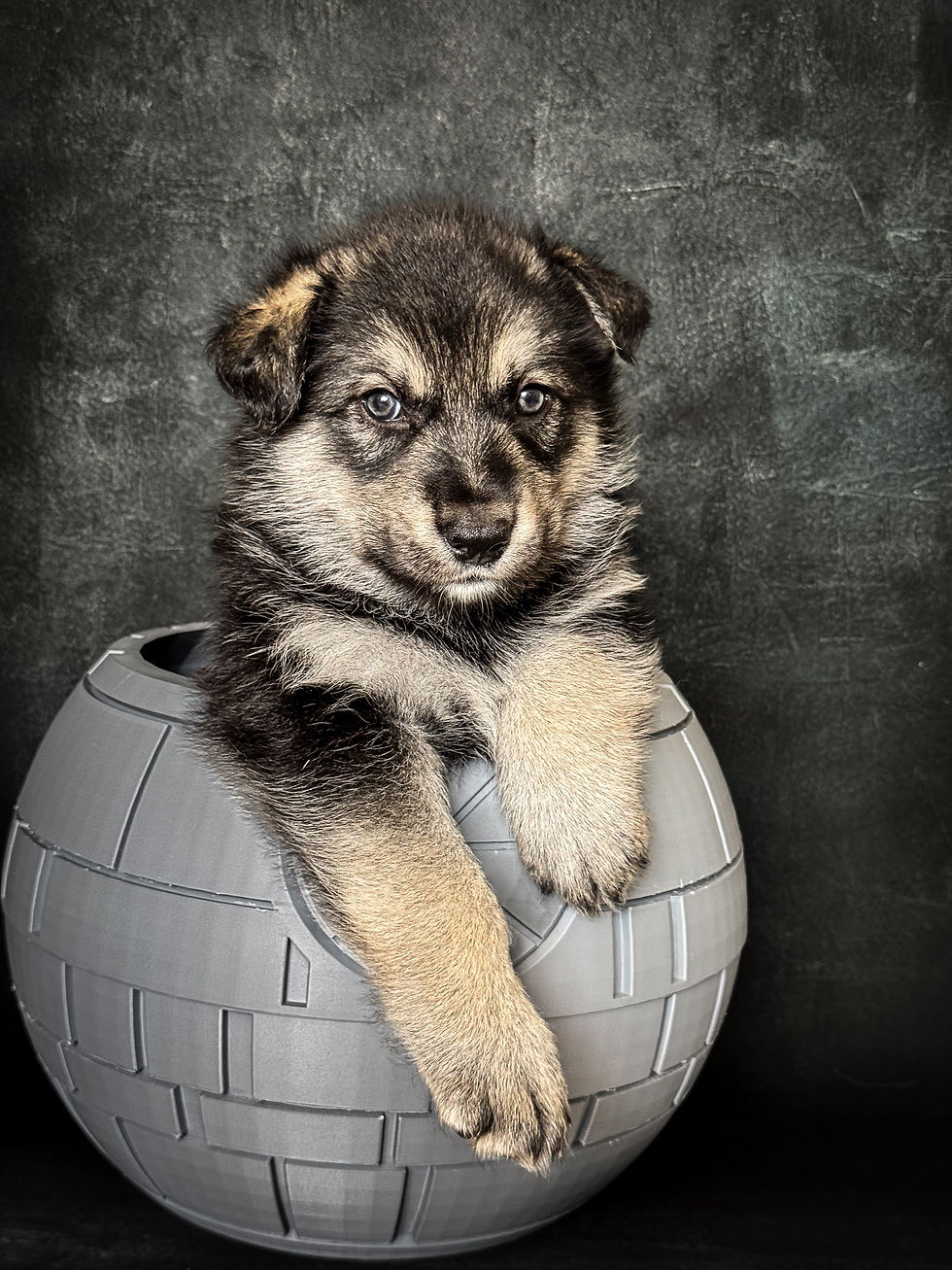 Darth Vader 4.5 weeks old